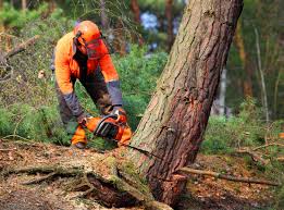 How Our Tree Care Process Works  in Hughson, CA